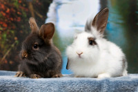 Rabbit Nail Trimming, Sitting, Bonding & Natural Treats and Toys
