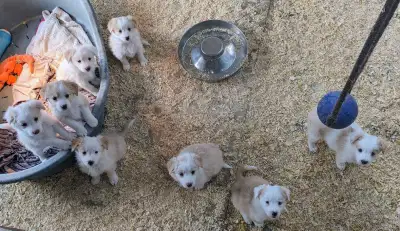 ⭐CBCA registered Blonde Border Collie puppies, View more