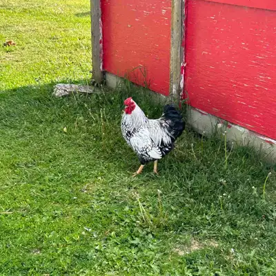 Wyandotte Rooster, View more