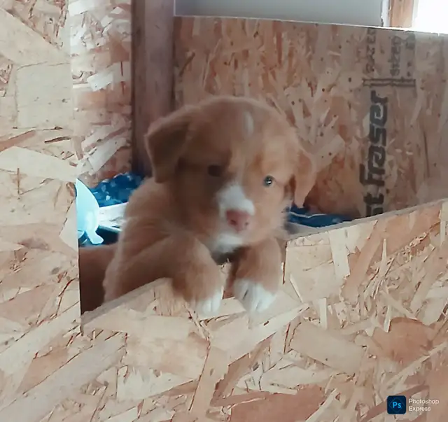TruePatriot Tollers is now accepting applications! in Dogs & Puppies for Rehoming in Woodstock - Image 18