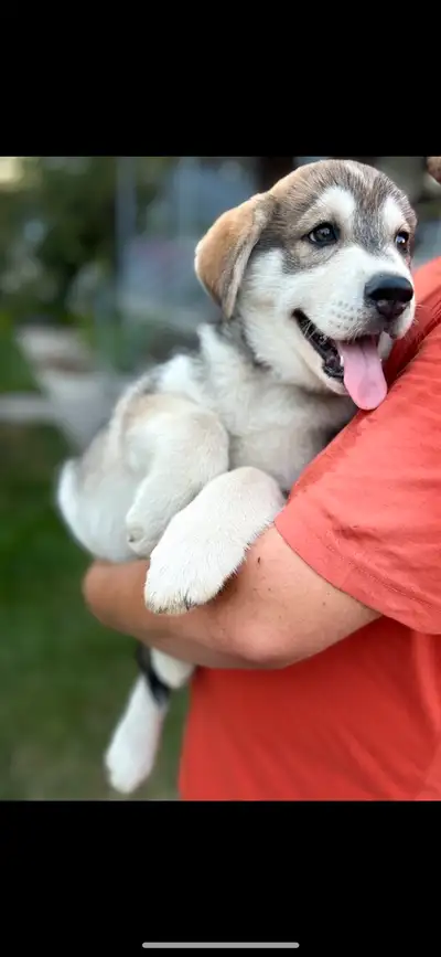 Siberian Husky , View more
