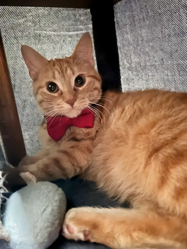 Belle petite femelle Roux in Cats & Kittens for Rehoming in Trois-Rivières - Image 10