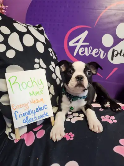 Boston terrier black, red, lilac color, View more