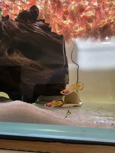 Glass belly short body phoenix guppy fish, View more