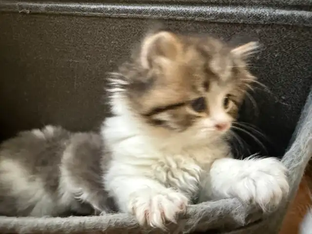 Purebred Siberian Kittens in Cats & Kittens for Rehoming in Oakville / Halton Region - Image 5