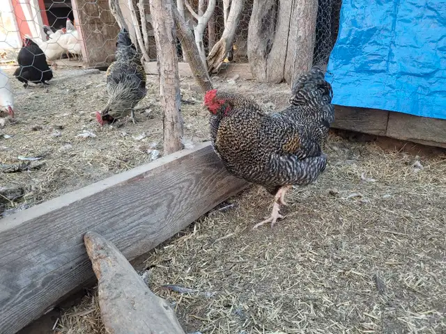 Young Roosters in Livestock in Cranbrook - Image 3