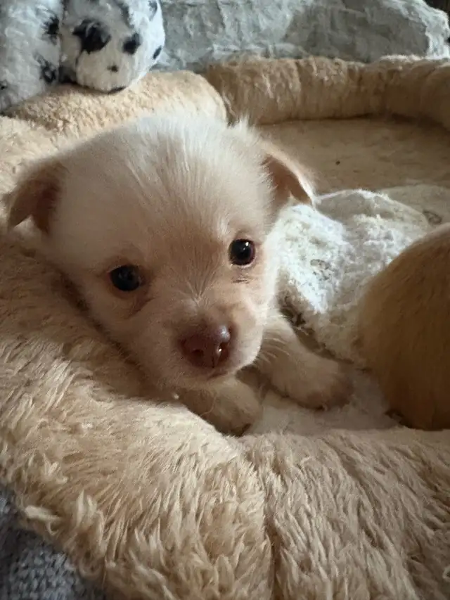 Chihuahua Puppy in Dogs & Puppies for Rehoming in Winnipeg - Image 2