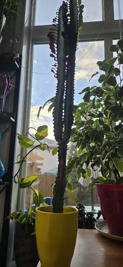 3' TALL AFRICAN MILK PLANT SCHEURICH PLANTER FANTASTIC SHAPE, View more