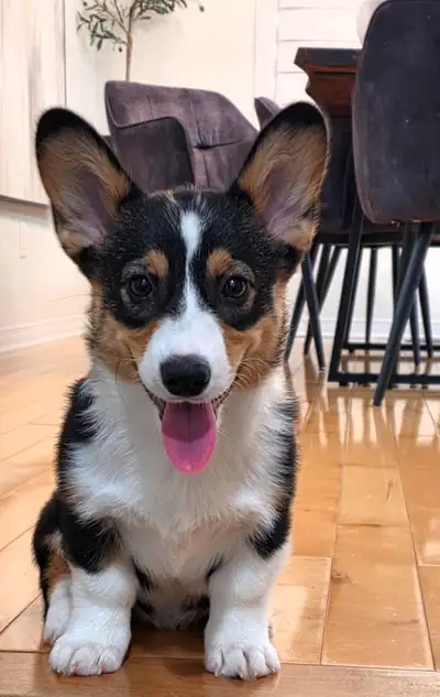 Corgi dog, View more