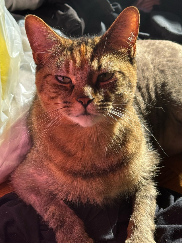 Rehome cat asap in Cats & Kittens for Rehoming in City of Toronto