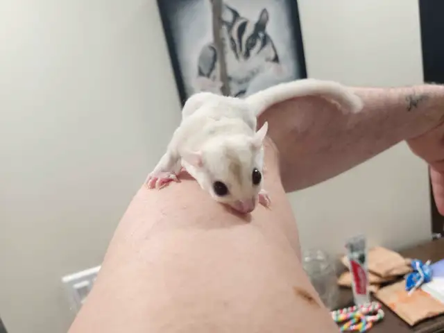 phalangers volants sugar glider  in Small Animals for Rehoming in Lanaudière - Image 11