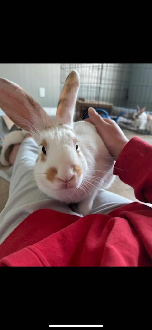 bunny for rehoming  in Small Animals for Rehoming in Brantford - Image 2