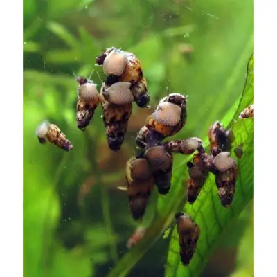 Malaysian Trumpet Snails. Aquarium Snails.., View more