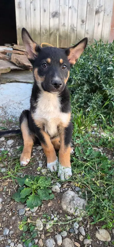 German Shepherd x border collie, View more