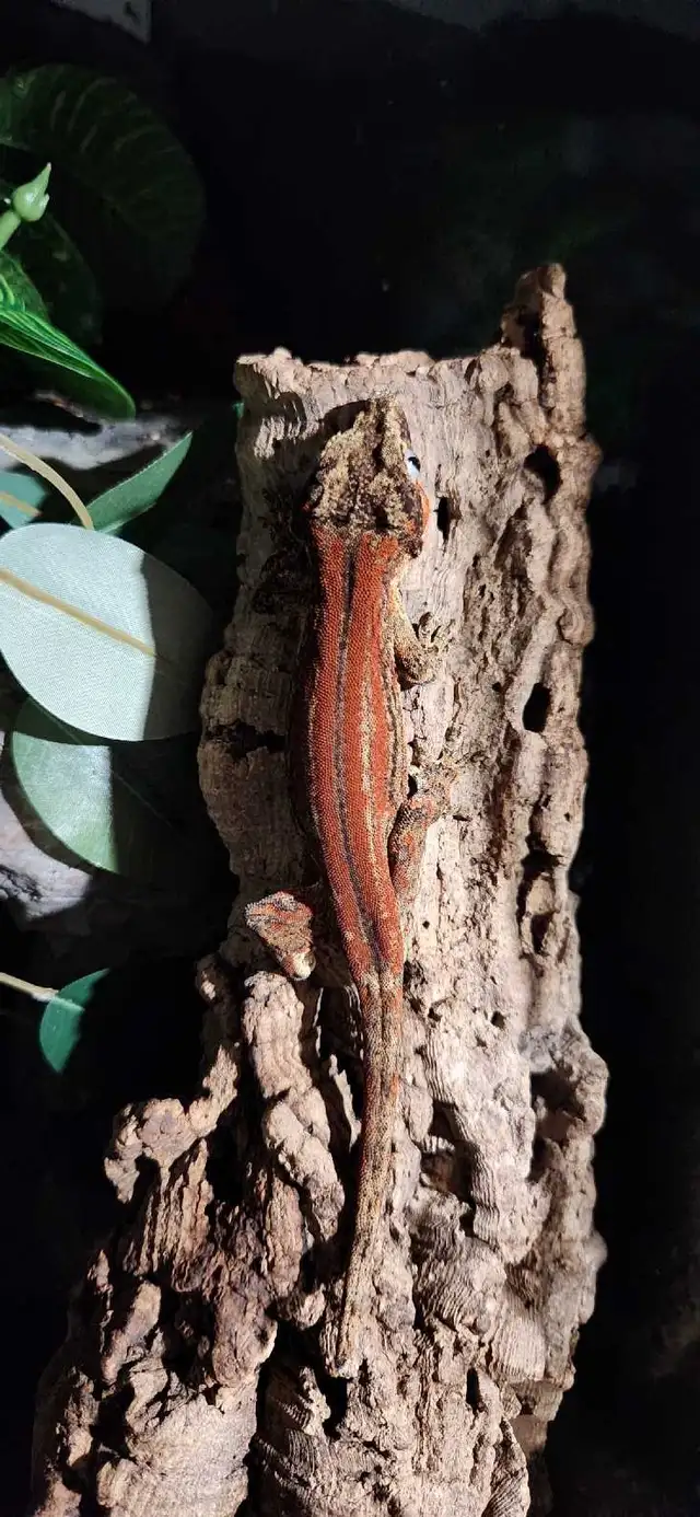 4 Gargoyles Geckos, breeding Project | Reptiles & Amphibians for ...