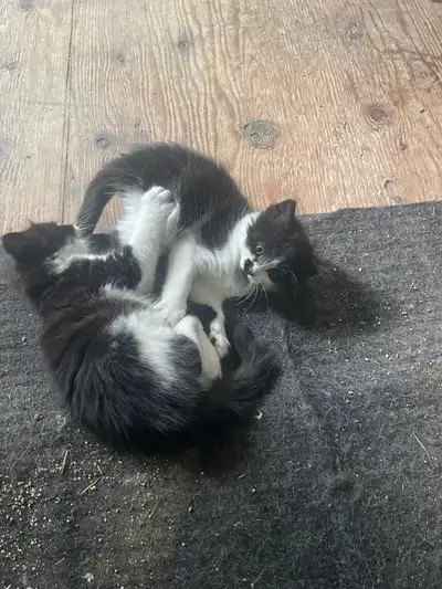 The cutest kittens ONLY ONE MALE LEFT, View more
