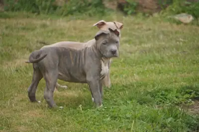 12 weeks old puppies Comes 2 set of vaccine dewormed 3x and microchip 1 year health warranty and pup...