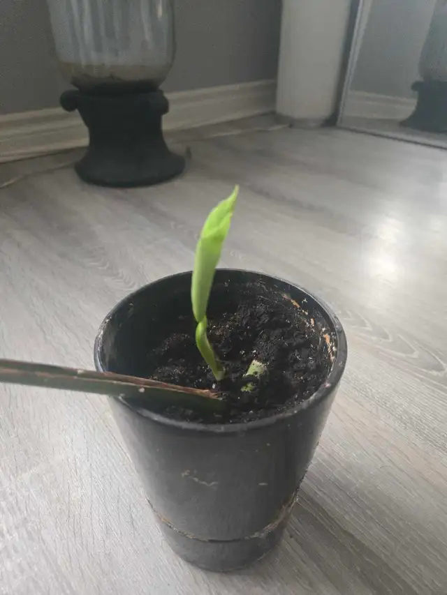 Monstera Albo Plant in Plants, Fertilizer & Soil in City of Toronto - Image 6
