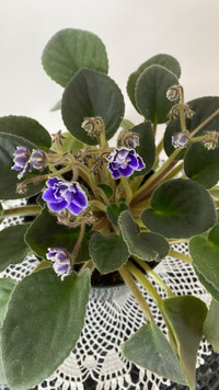 Large Variety African Violet Purple Flower with White Edging