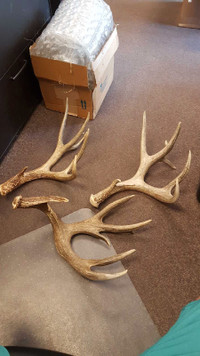 Wanted!! Big Mule Deer Shed Antlers