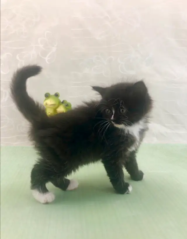 Maine Coon Sweetheart for Sale to Good Home