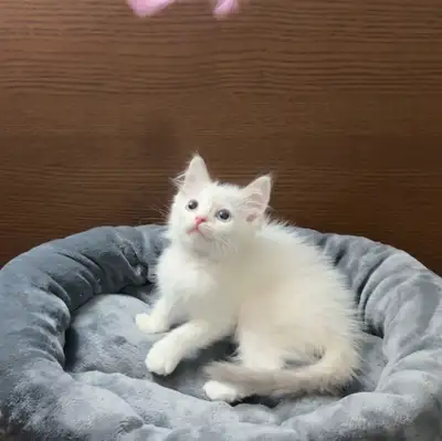 Beautifu blue bicolor kittens(boys) rehoming, View more
