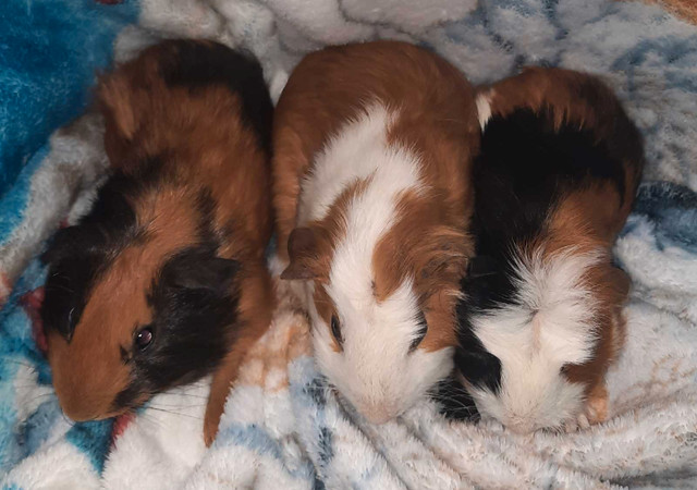 Baby guinea pigs dans Petits animaux à adopter  à St. Catharines - Image 2