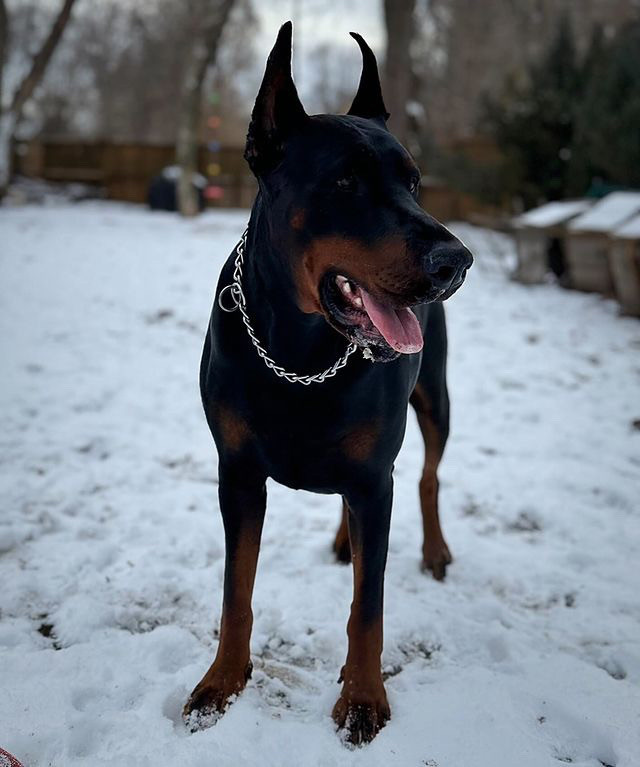 Purebred European Doberman pincher puppies  in Dogs & Puppies for Rehoming in City of Toronto