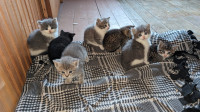 Kittens - Cute and Fluffy