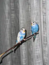 4 and 6 months old budgies