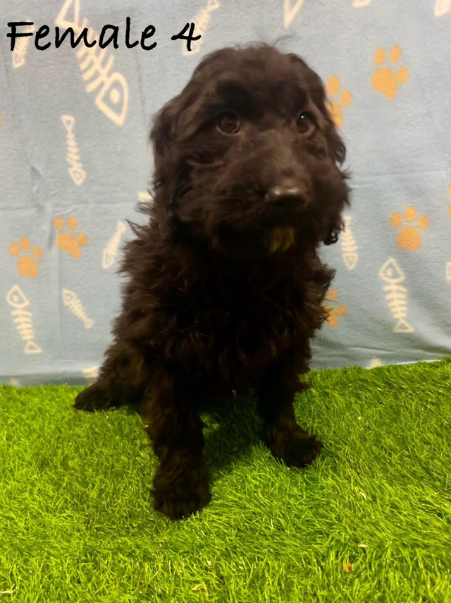 F1B Cockapoo Puppies (Delivery Available) in Dogs & Puppies for Rehoming in Mississauga / Peel Region