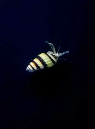 Assassin snails - pest control , View more