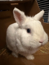 9 month Netherland Dwarf Rehoming