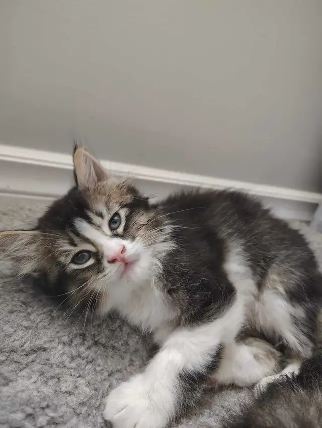 5 Kittens Long hair in Cats & Kittens for Rehoming in Chatham-Kent - Image 5