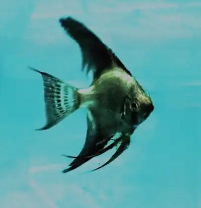 Black Bulgarian seal point angelfish, View more