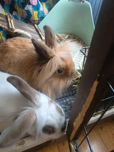 2 bonded female pairs, View more