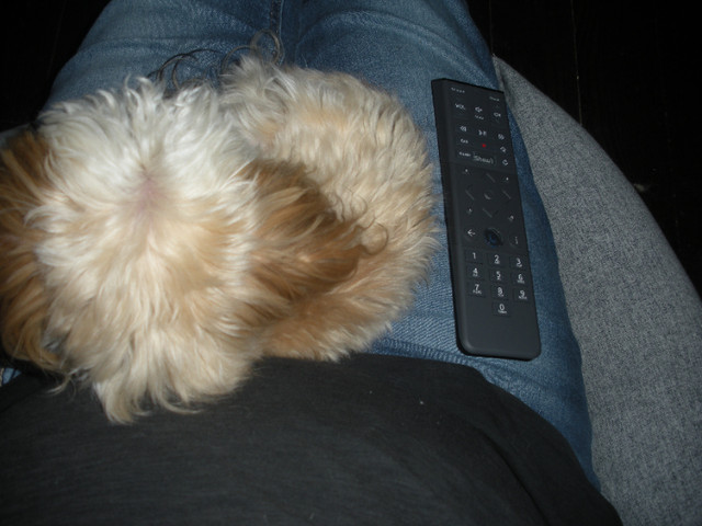 SOLD! Sweet little Morkie, lap dog, 3 lbs in Dogs & Puppies for Rehoming in Edmonton - Image 2