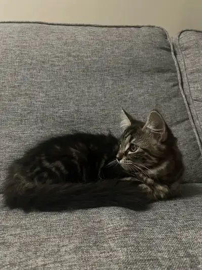 Mainecoon x Russian blue kitten , View more
