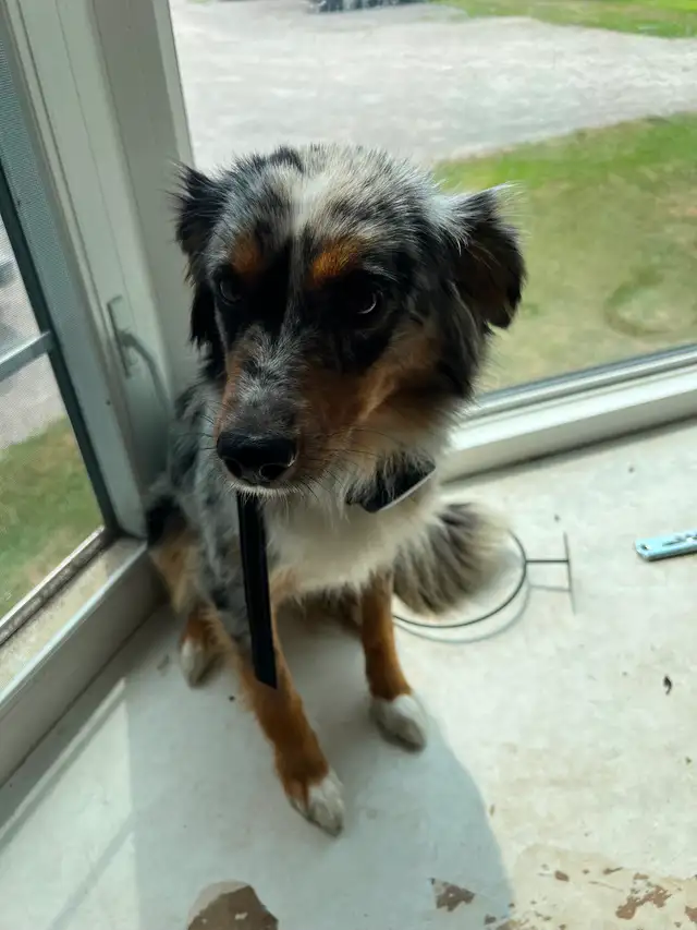 Mini Australian Sheperd520776604231946245