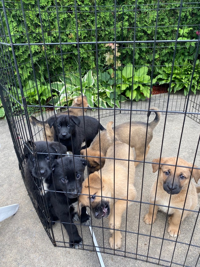 Labrador / Mini collie mix puppies! Chiens et chiots à adopter
