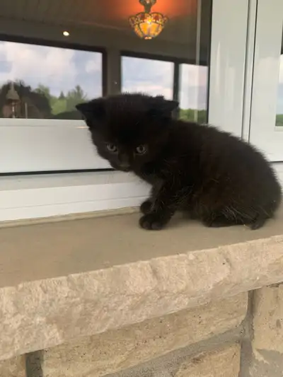 Chaton à vendre , View more