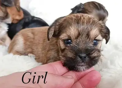 Tiny Shorkie Puppies Available!, View more