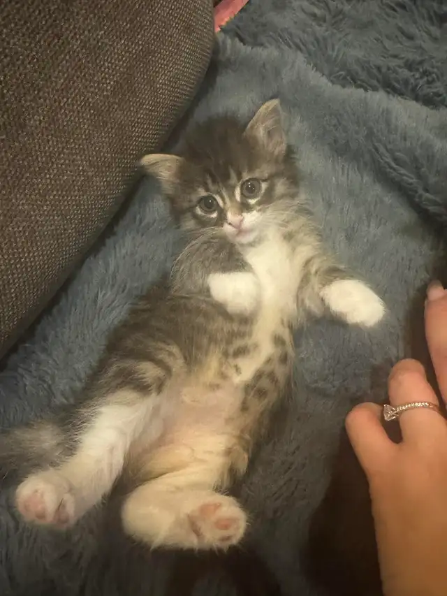 Tuxedo &amp; Siberian x Tabby kittens. 1 boys 2 girsl. 5 weeks old
