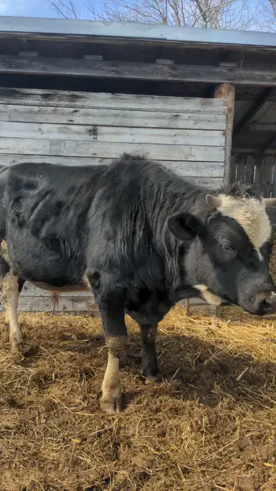 Jersey x Holstein Bull for rent, View more