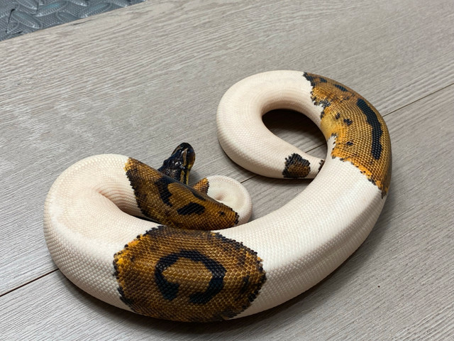 female pied pos het albino  in Reptiles & Amphibians for Rehoming in St. Albert - Image 2