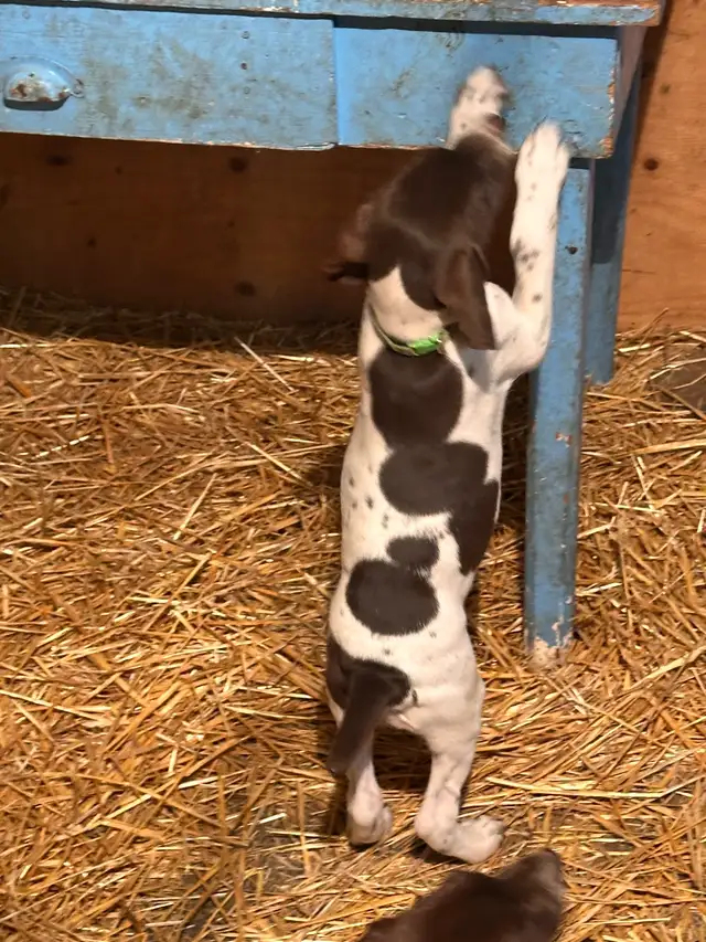 German Shorthaired Pointer  Puppies Wingshot_GSPs in Dogs & Puppies for Rehoming in St. Albert - Image 10