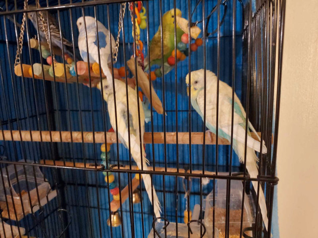 Cage for sale with 5 hand trained budgies in Birds for Rehoming in City of Toronto - Image 4