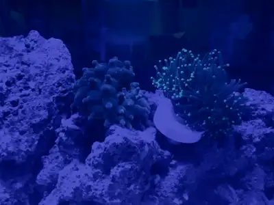 looking for medium to small size salt water fish , View more