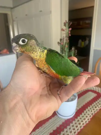 Baby conures, View more