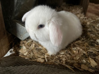 Holland Lop Babies AVAILABLE!